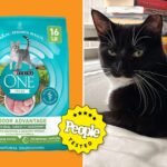 Best Cat Foods: Top Picks for a Healthy and Happy Feline